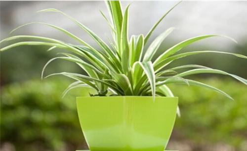 使用绿植进行浙江室内除甲醛有效果吗？